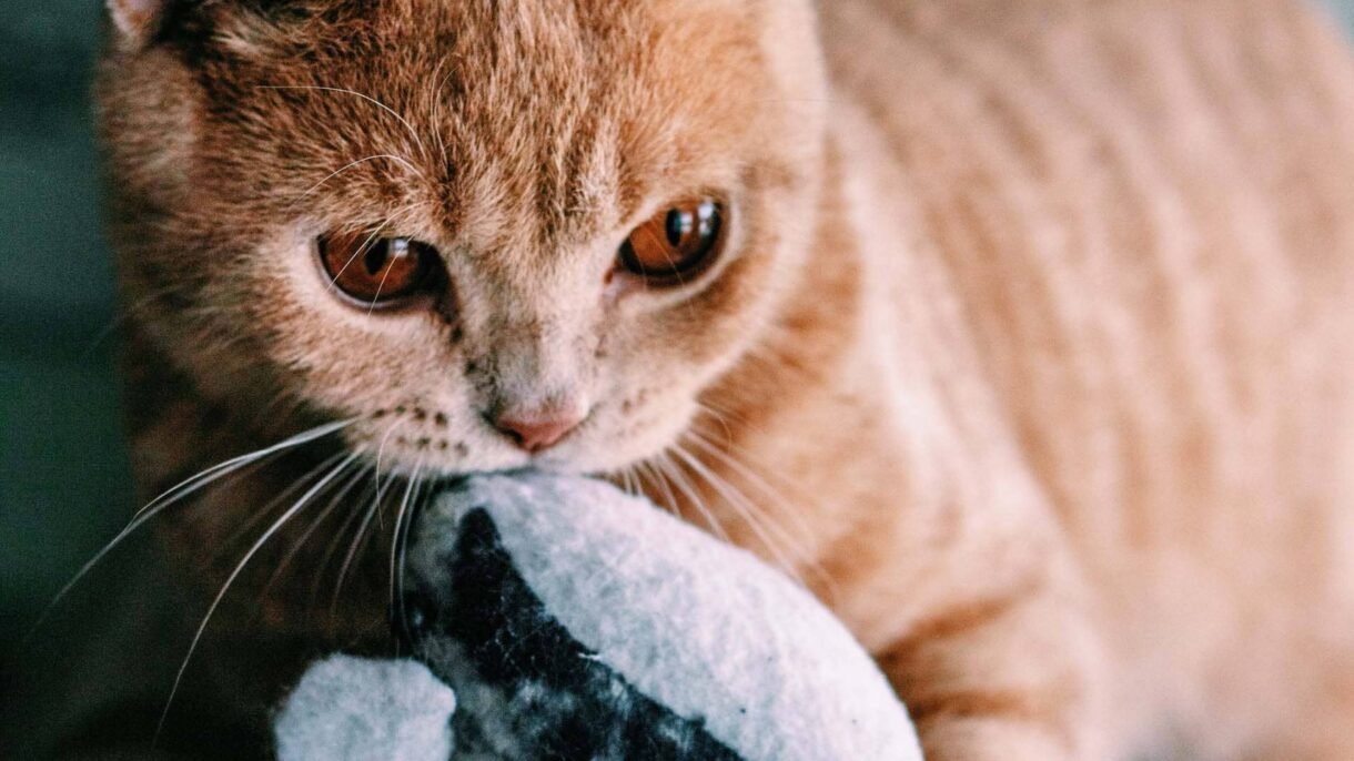 gatto morde le mani