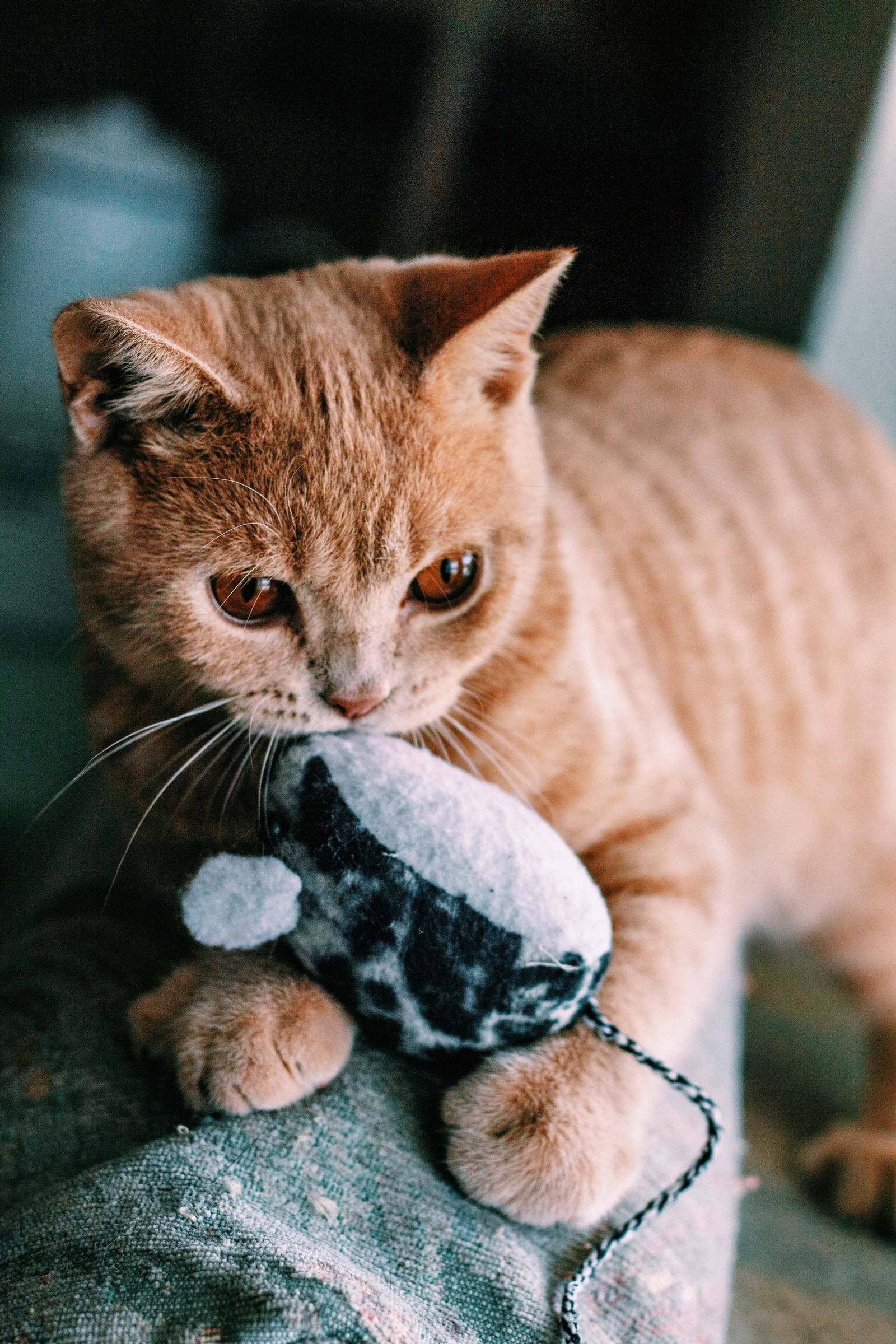 gatto morde le mani