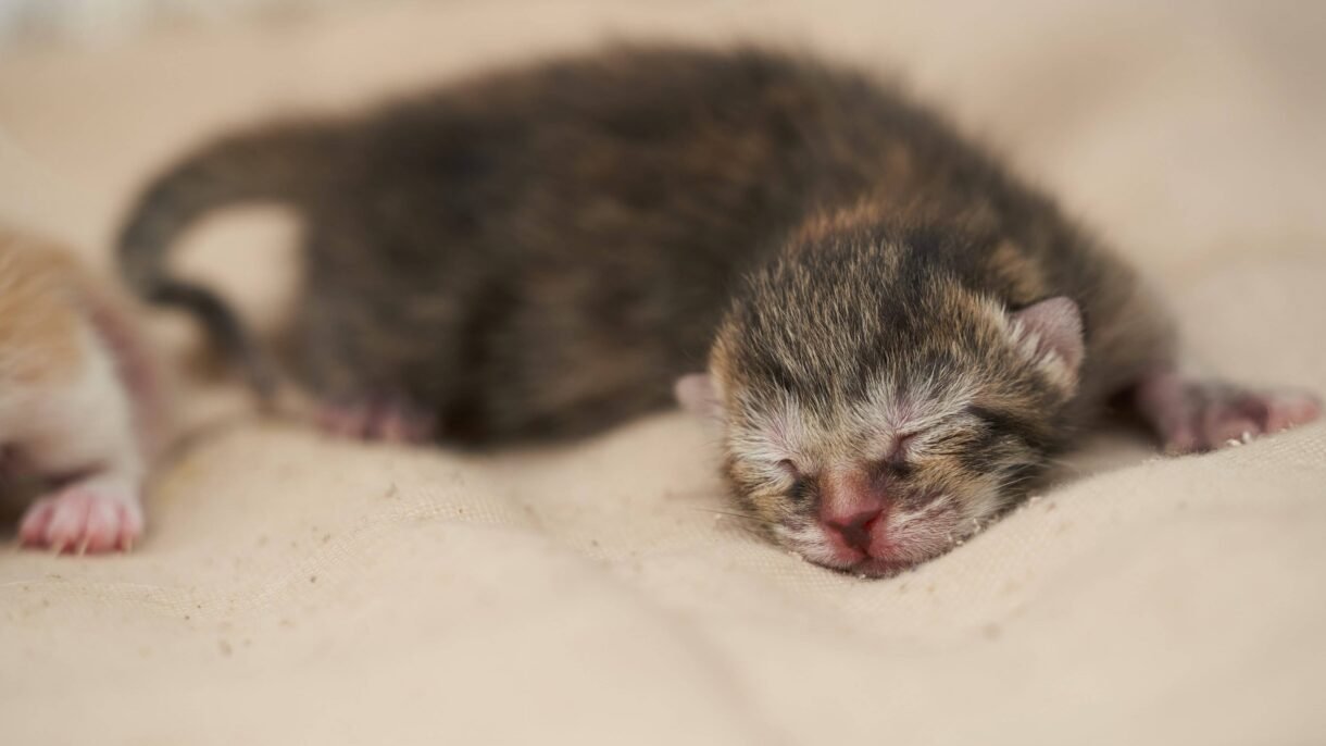 trovato gattino appena nato