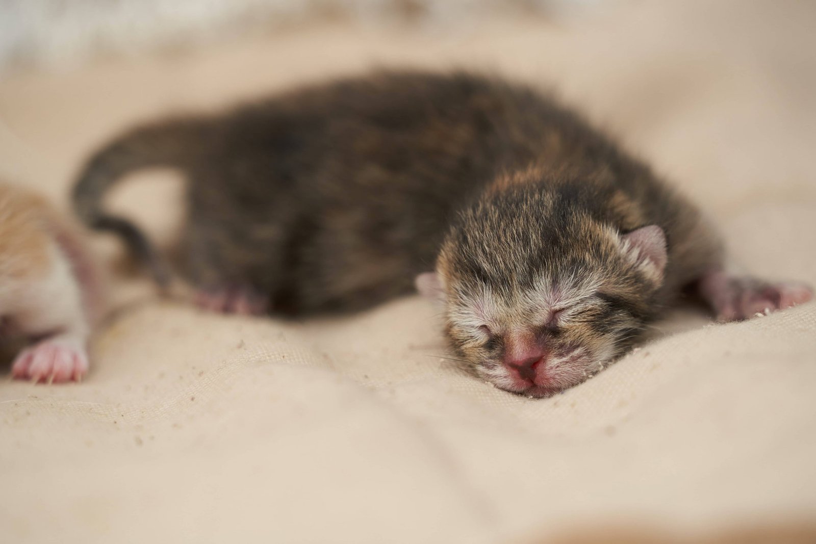 trovato gattino appena nato