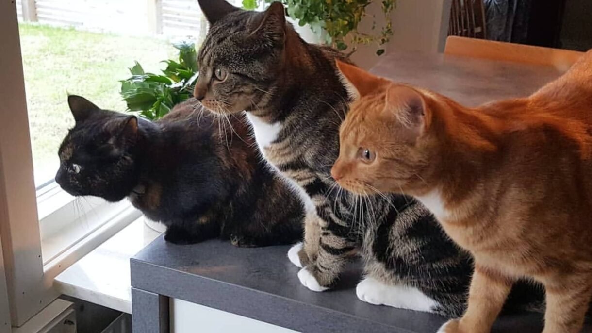 inserire nuovo gatto in casa