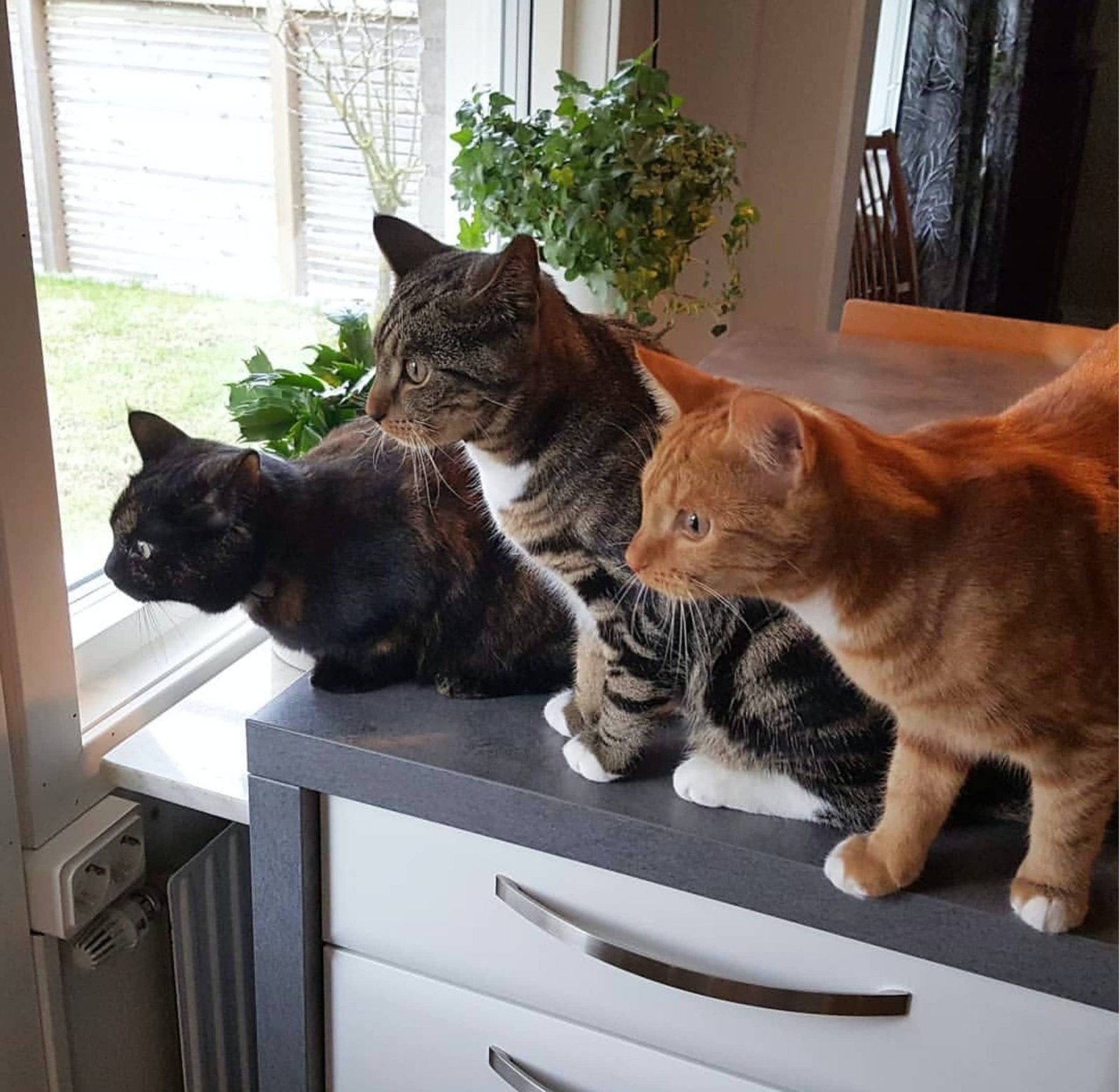 inserire nuovo gatto in casa