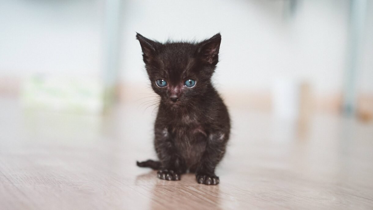 parassiti intestinali gattino vermi