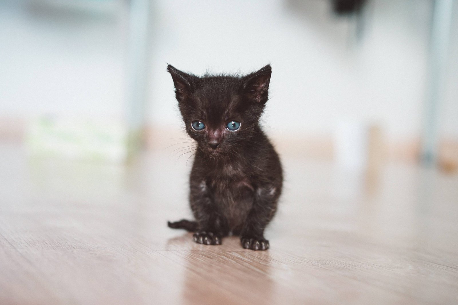 parassiti intestinali gattino vermi