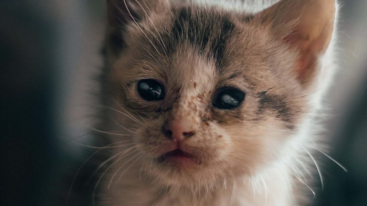 quarantena gattino malattie