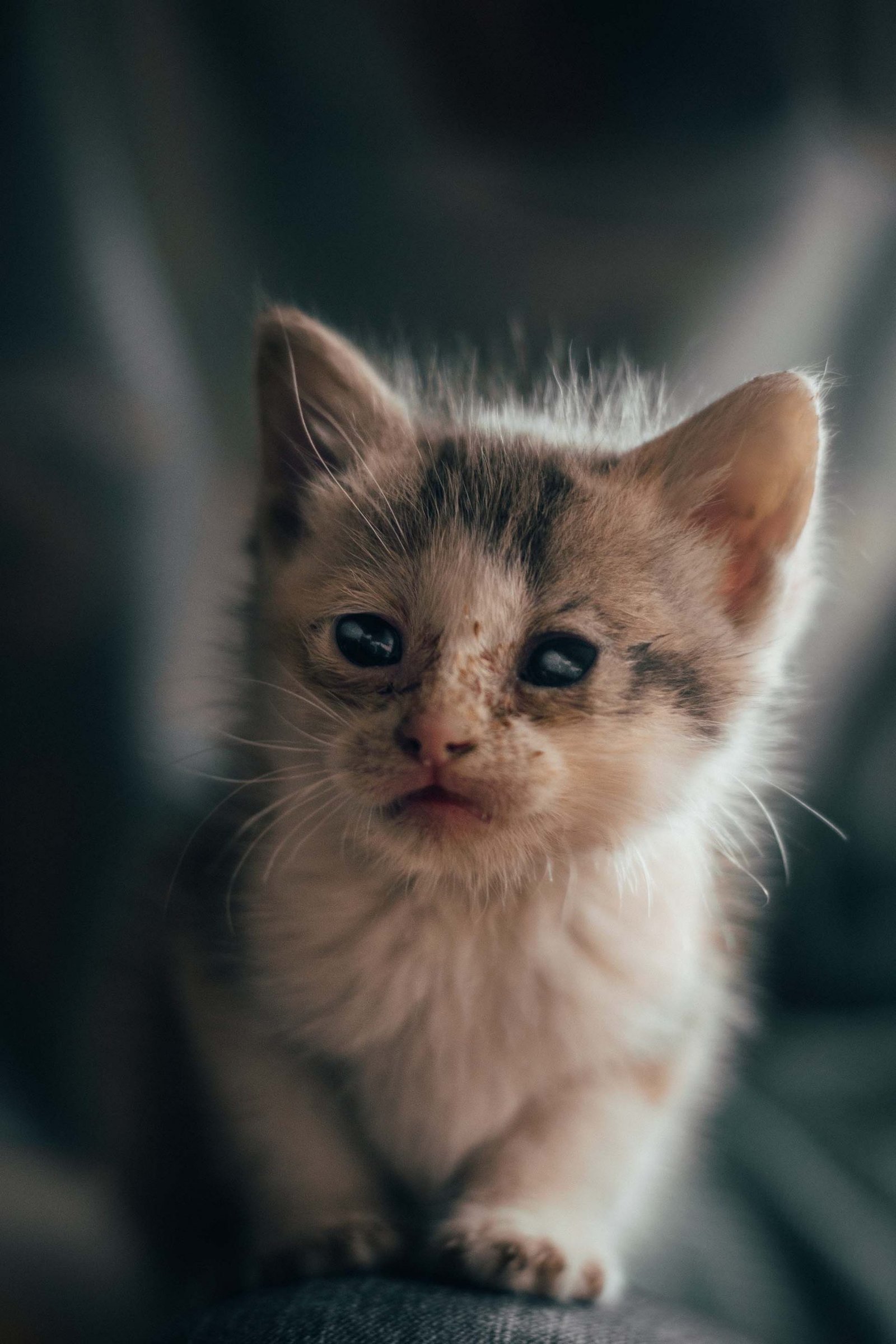 quarantena gattino malattie