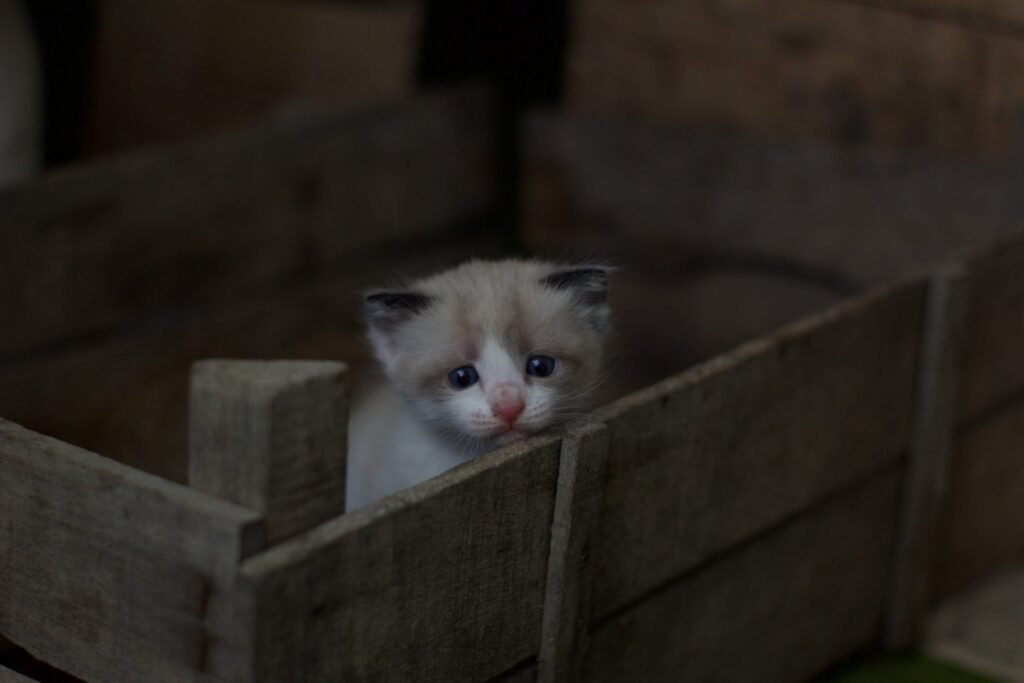 quanti gatti fa una gatta