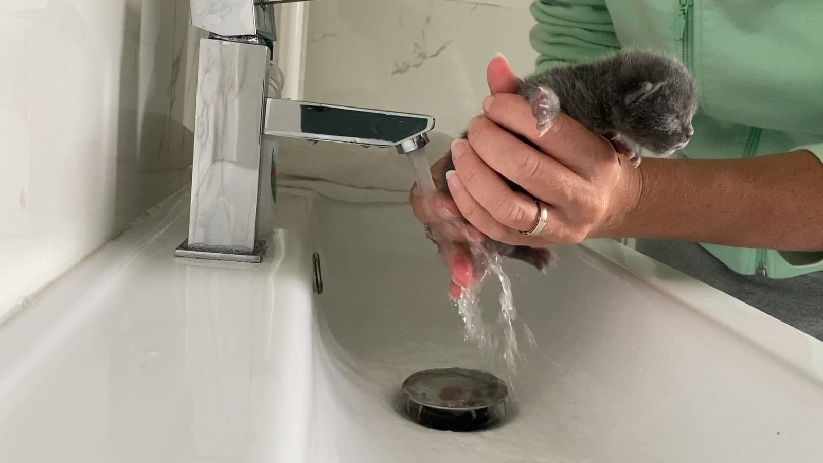 lavare gattino neonato