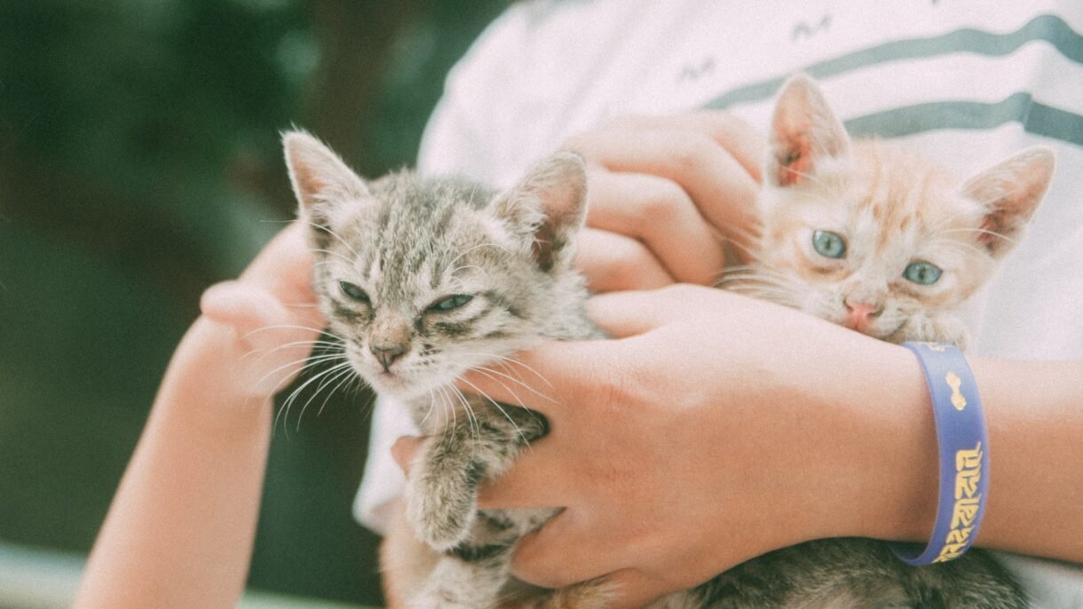 età adottare gatto