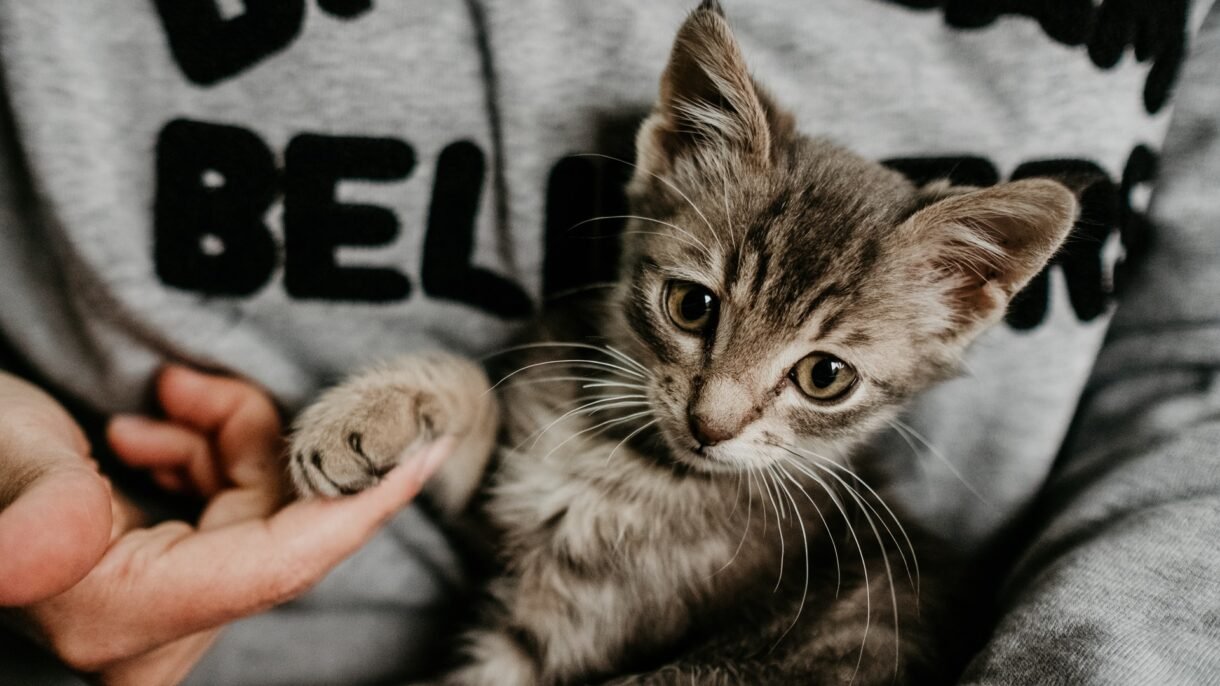 nuovo gattino