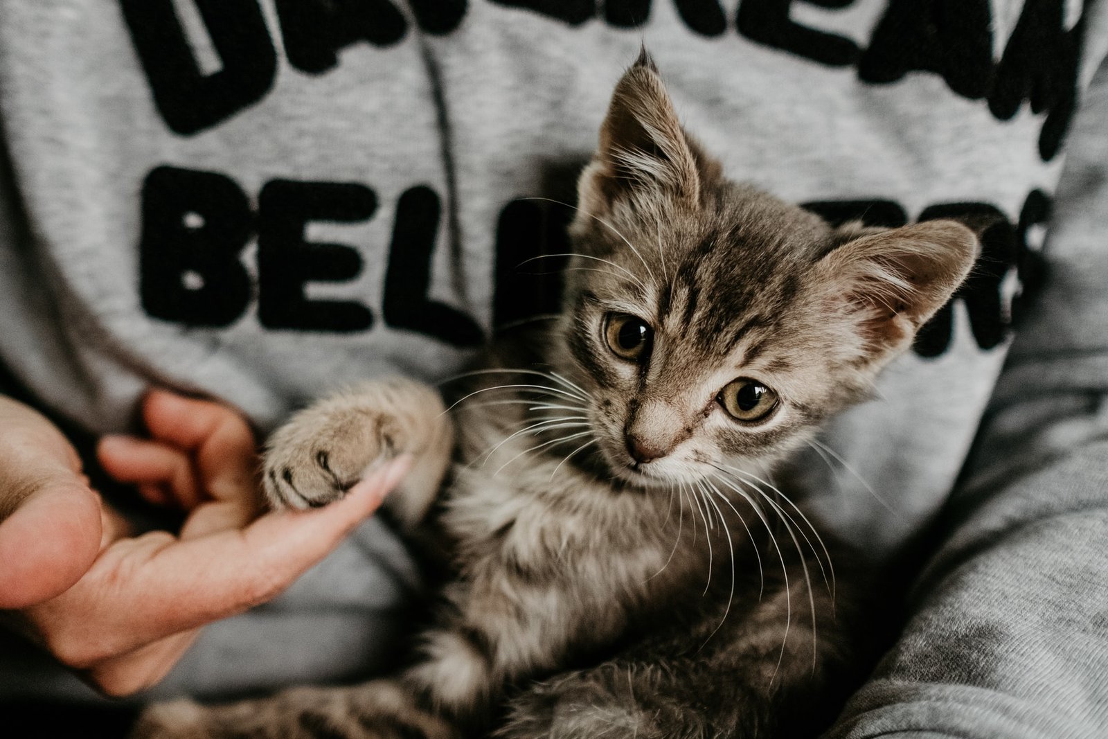 nuovo gattino