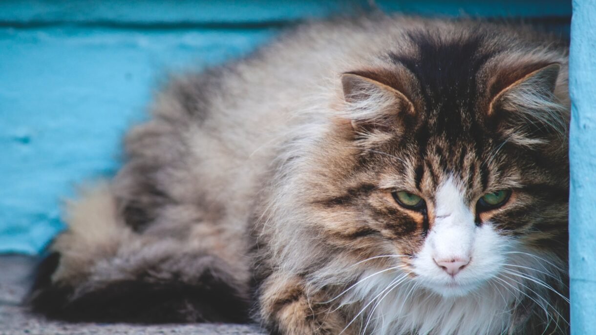 sterilizzazione gatto maschio
