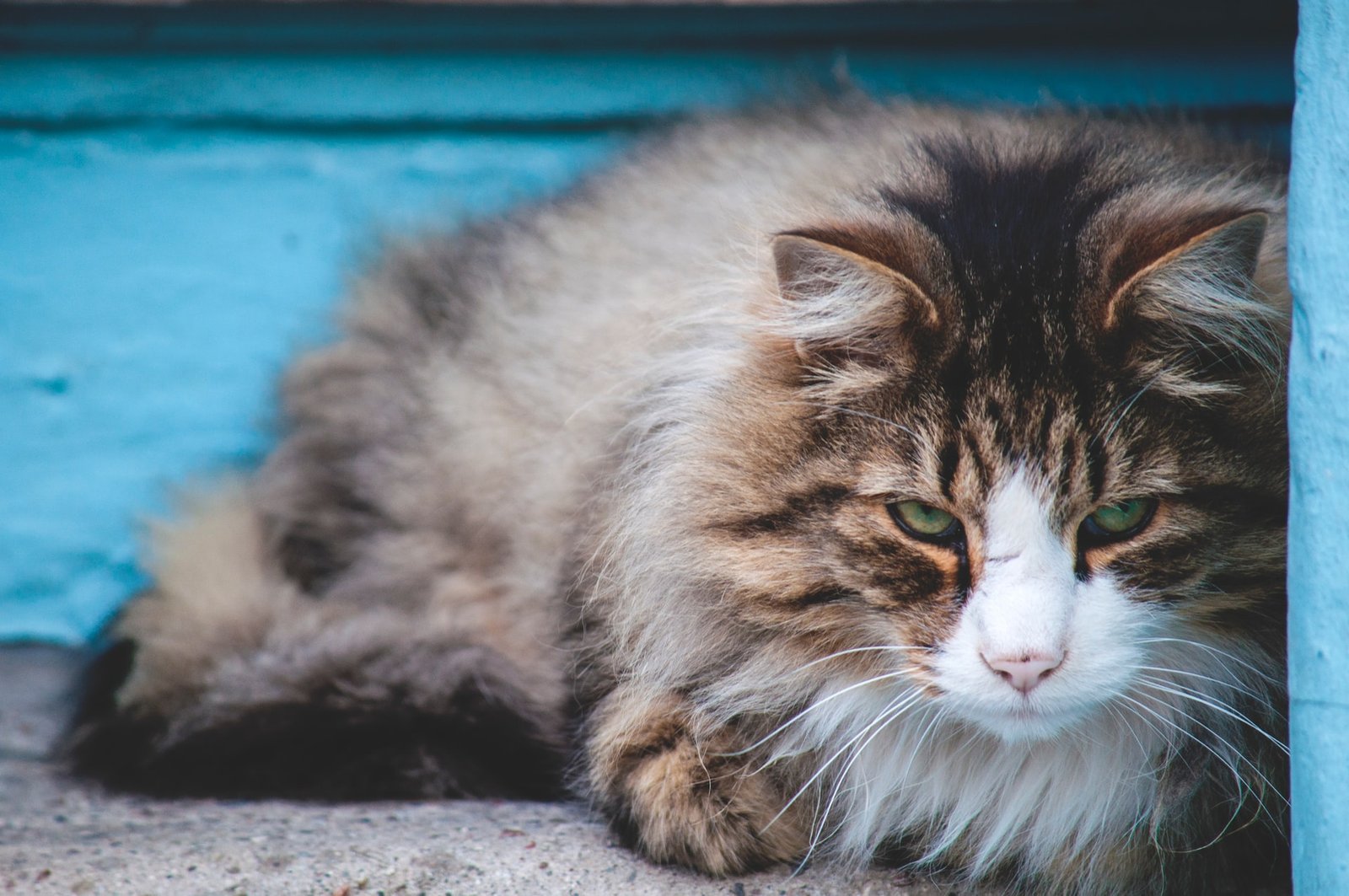 sterilizzazione gatto maschio