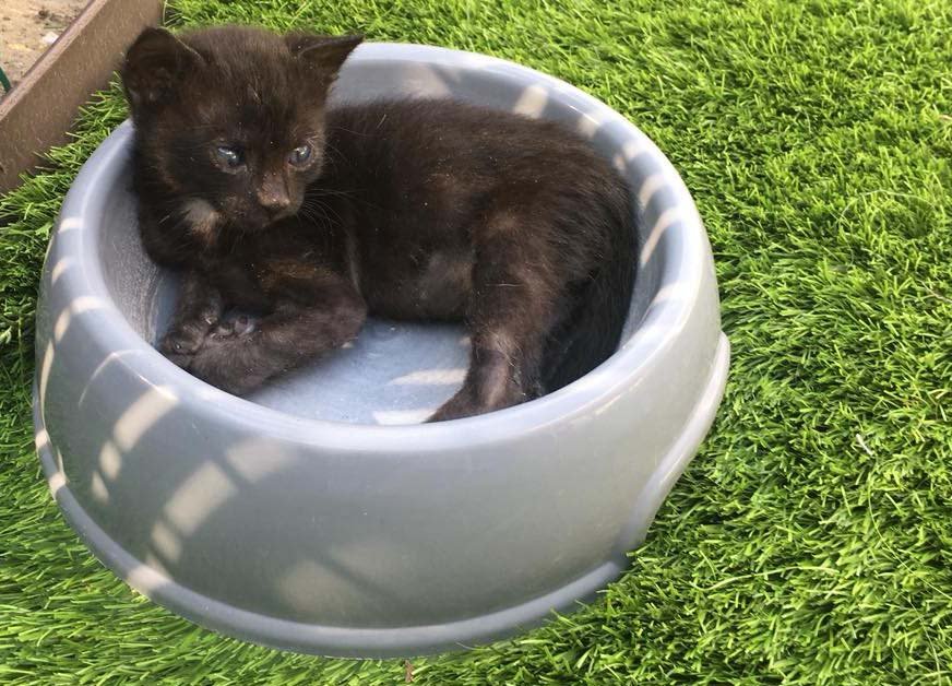 cosa dare da mangiare a un gattino di un mese