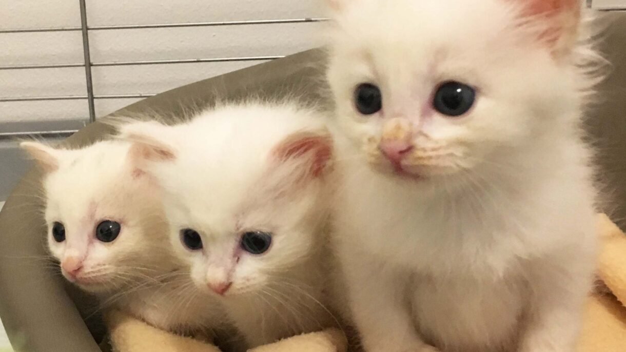 cambio latte gattini