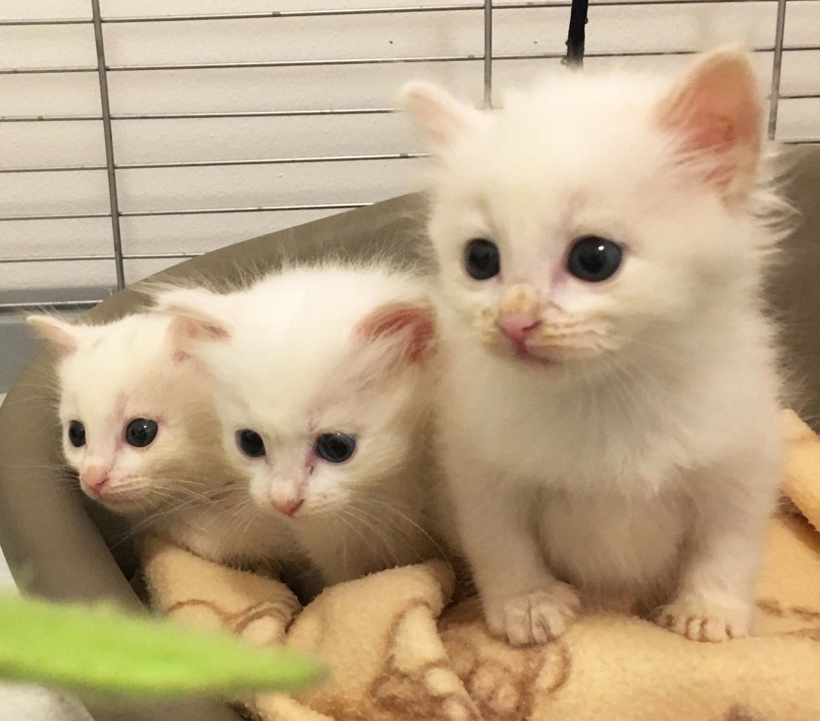 cambio latte gattini