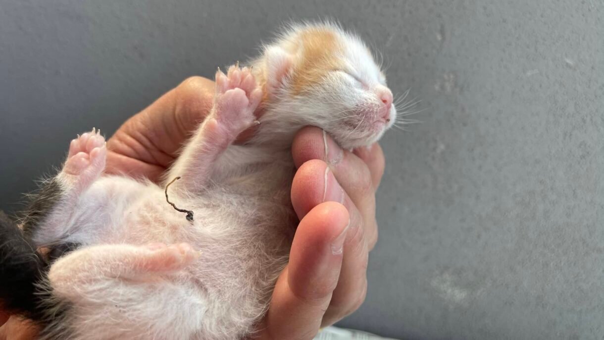 ombelico gonfio gattino
