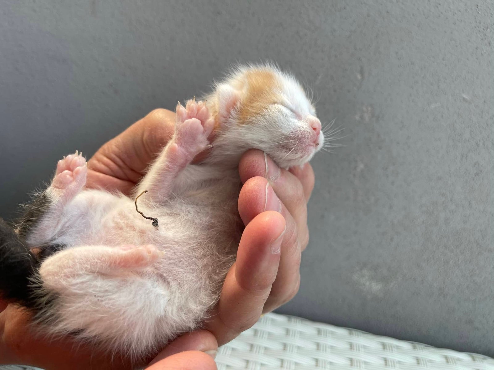 ombelico gonfio gattino
