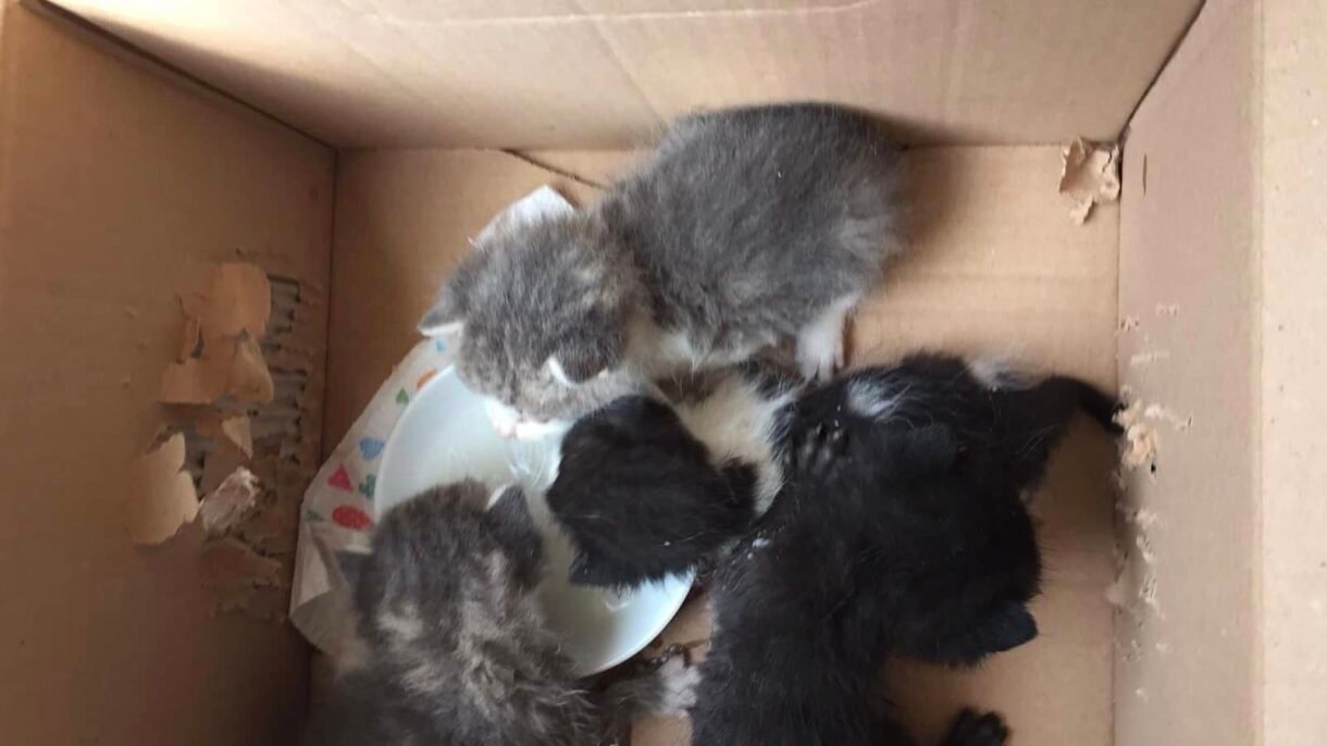 trovato gattini