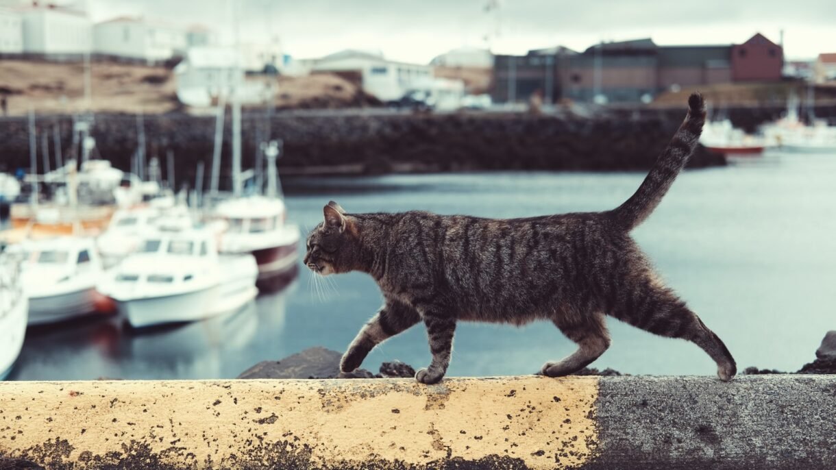 gatto maschio uccide gattini