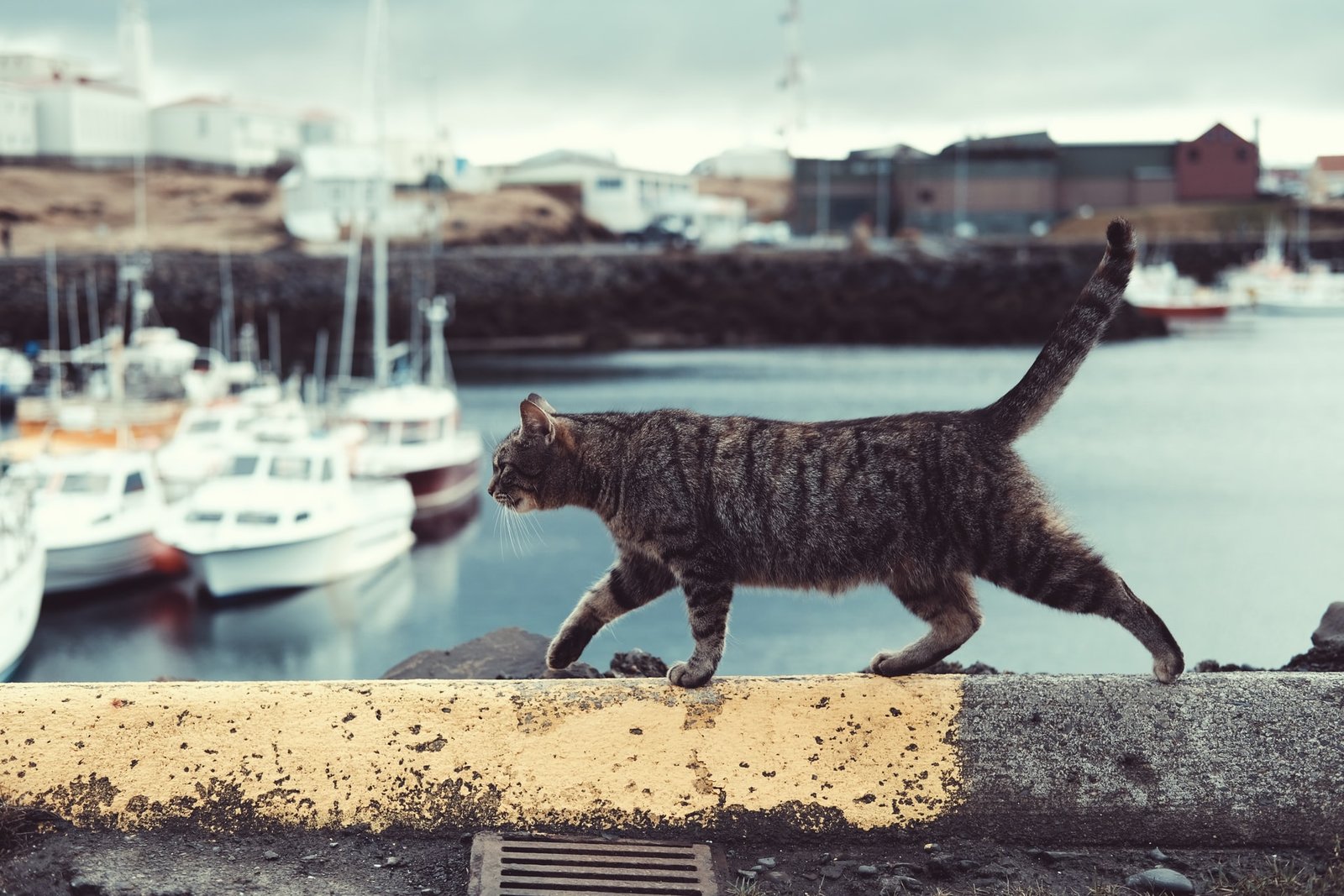 gatto maschio uccide gattini
