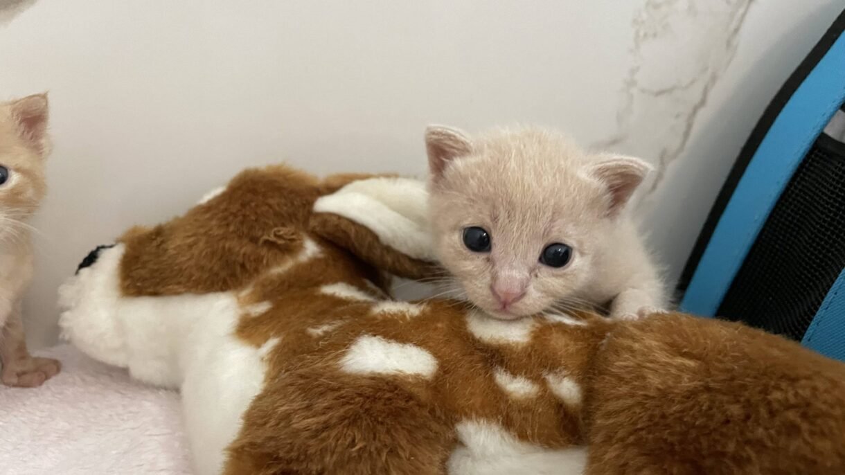 diarrea gattino