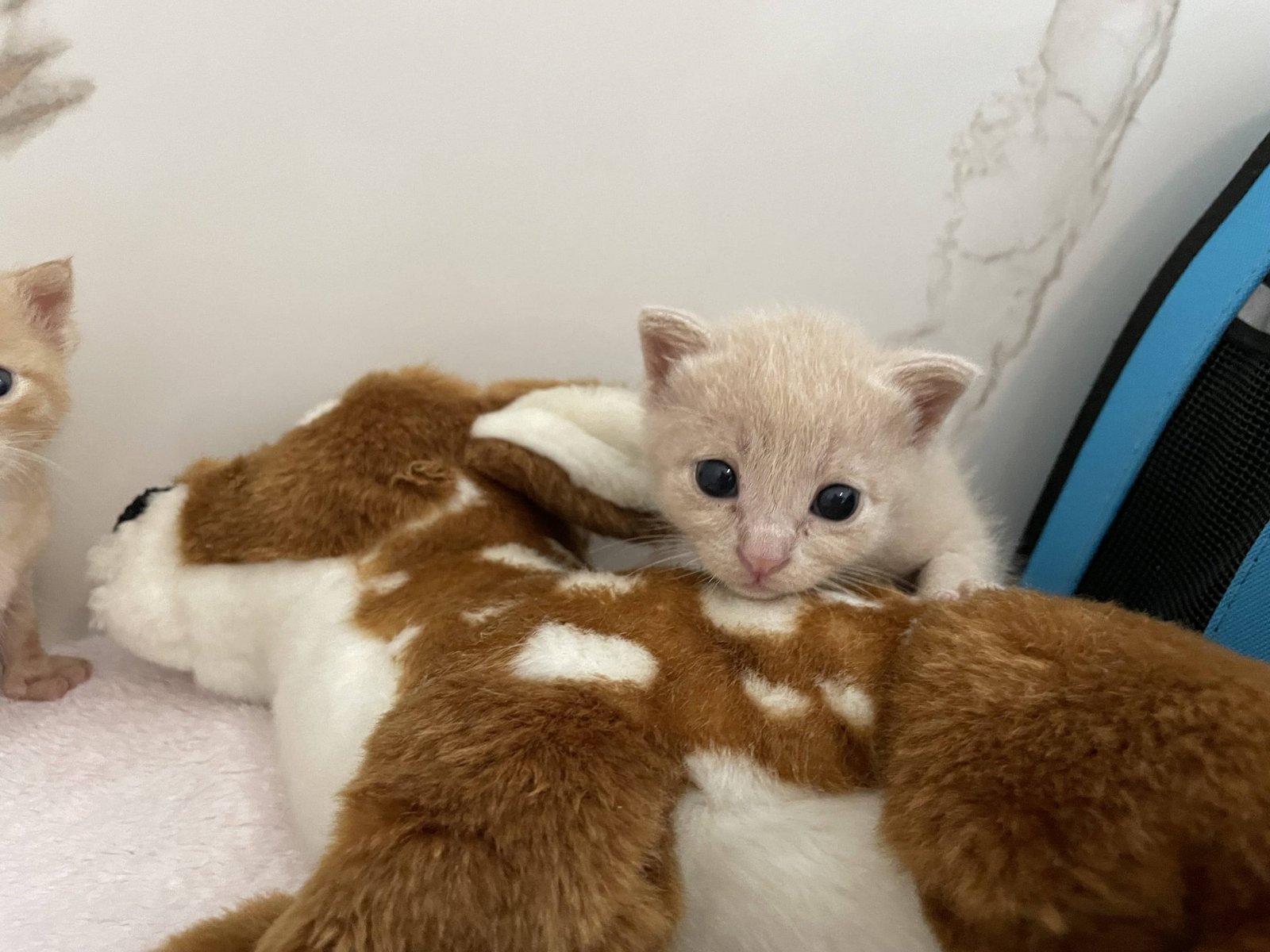 diarrea gattino