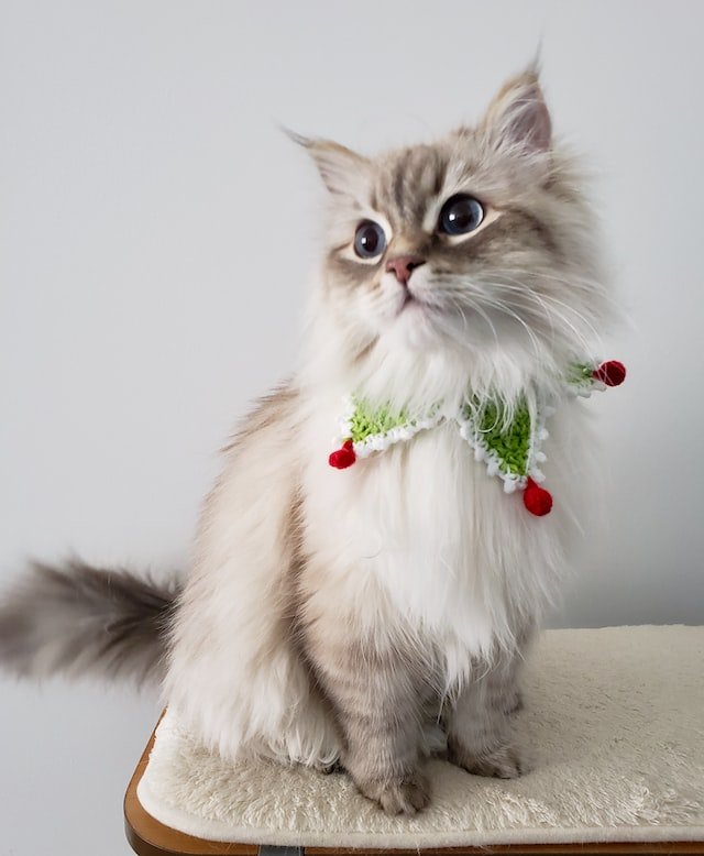 collarino gatti