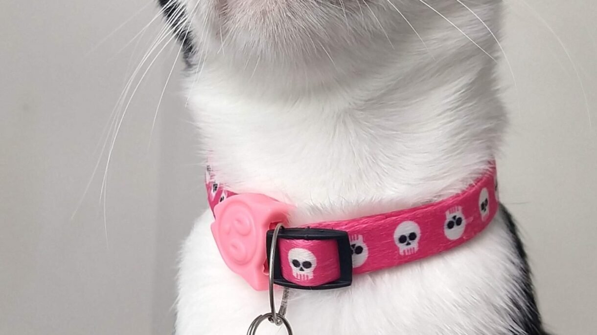 collarino gatti