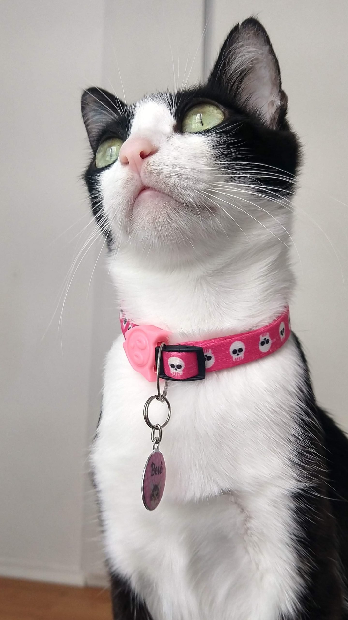 collarino gatti