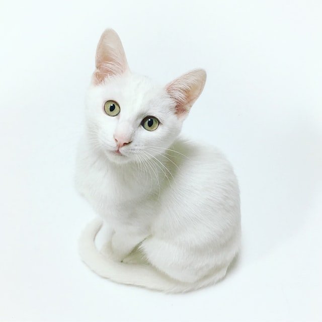 microchip gatti