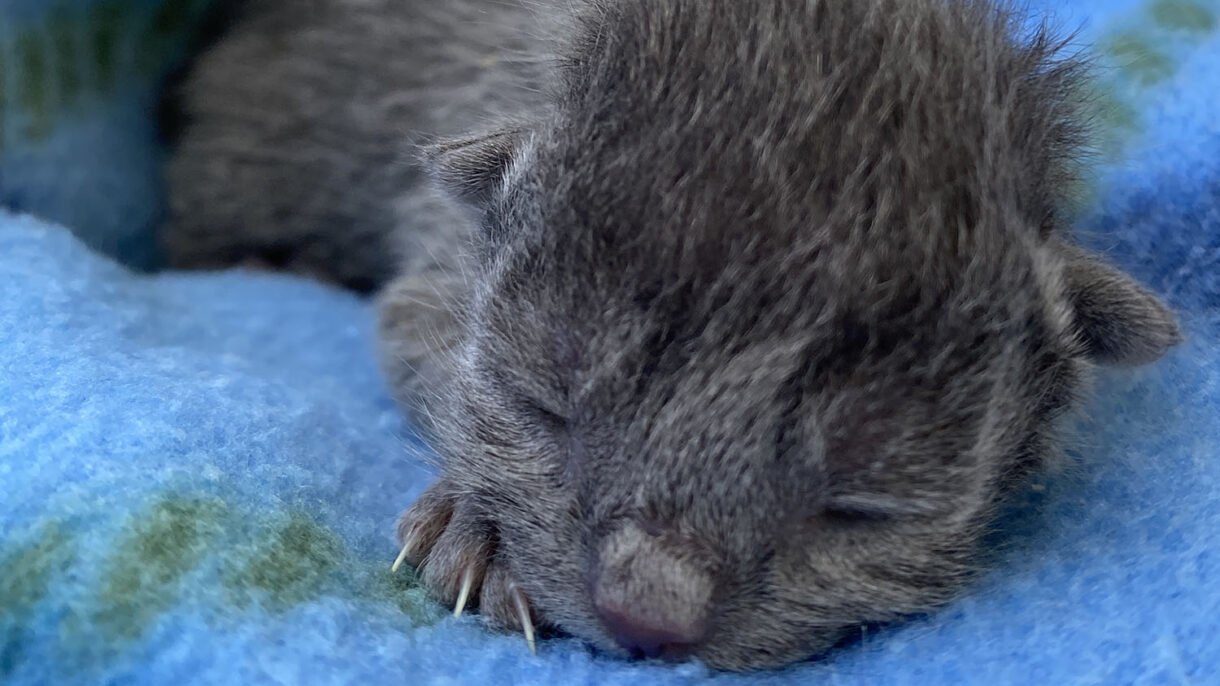 Fading Kitten Syndrome