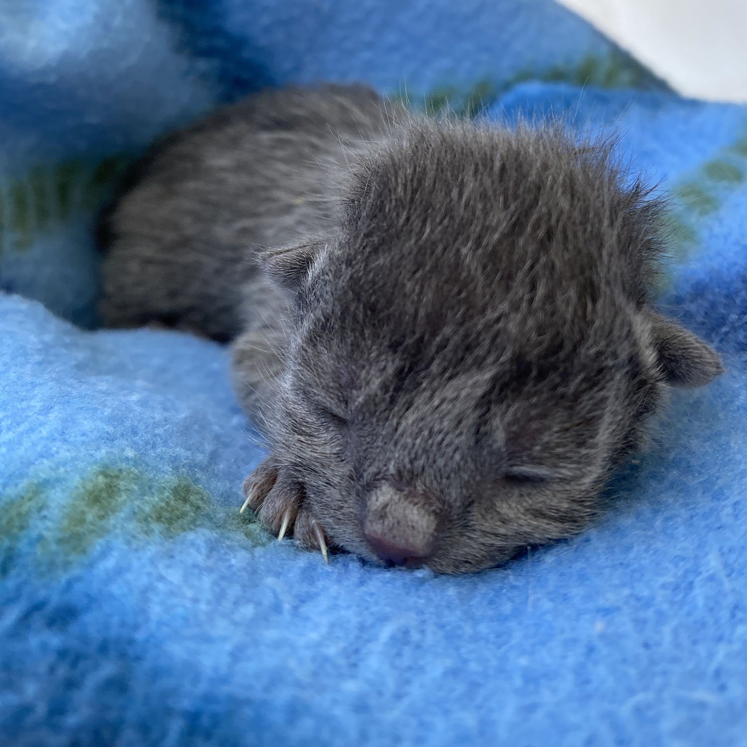 Fading Kitten Syndrome