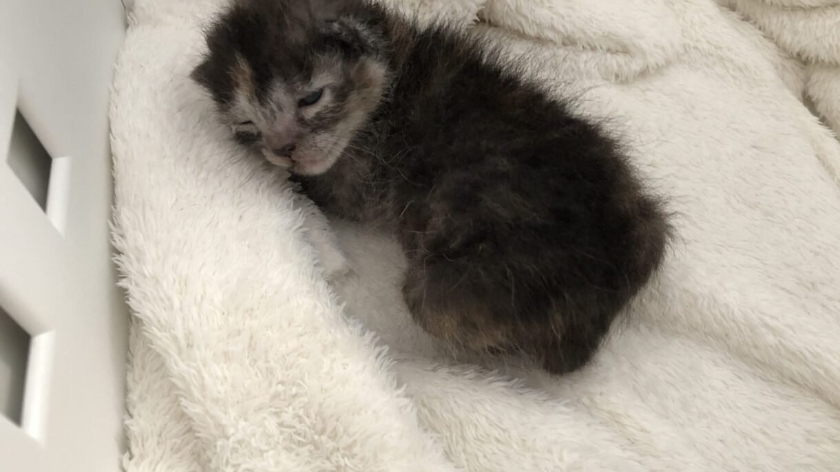 gattino neonato letargico ipoglicemia