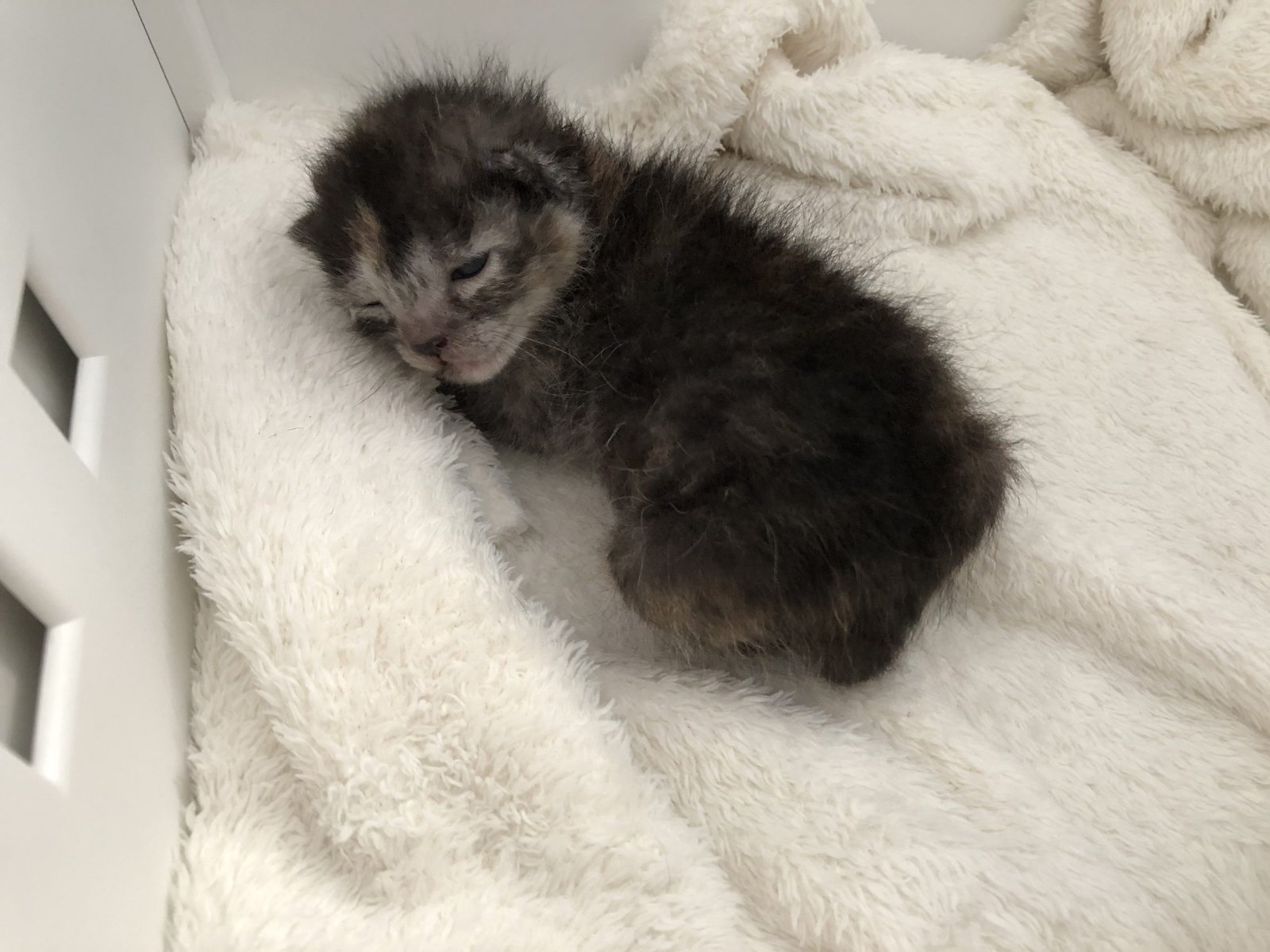 gattino neonato letargico ipoglicemia