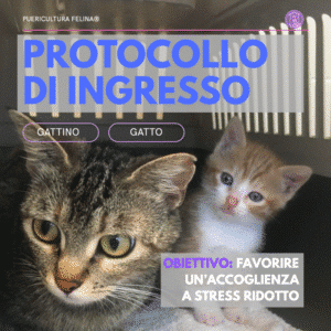 Protocollo di Ingresso Gattino/Gatto