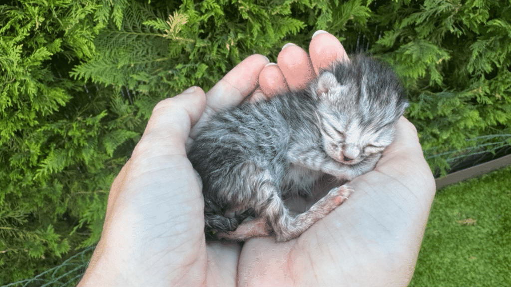ho trovato un gattino neonato