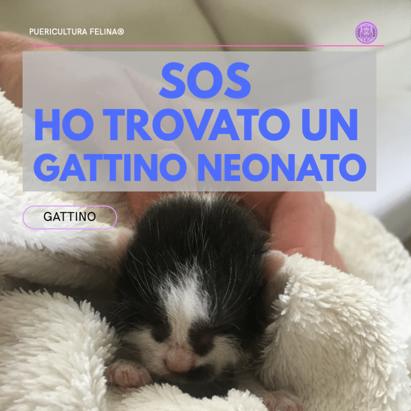 SOS Ho trovato un gattino neonato