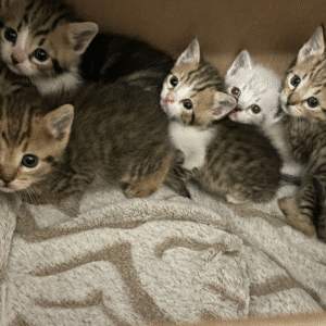 Masterclass Socializzazione