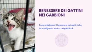 Corso Benessere Gattini nei Gabbioni di Puericultura Felina