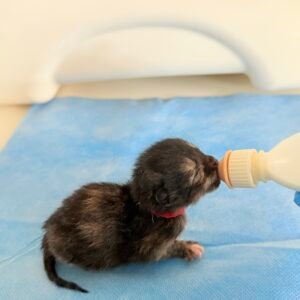 gattino neonato orfano